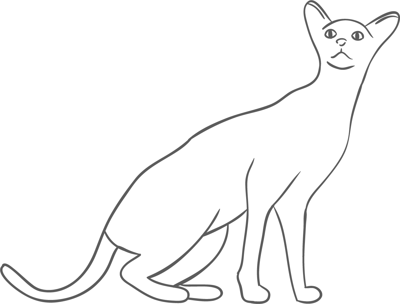 猫
