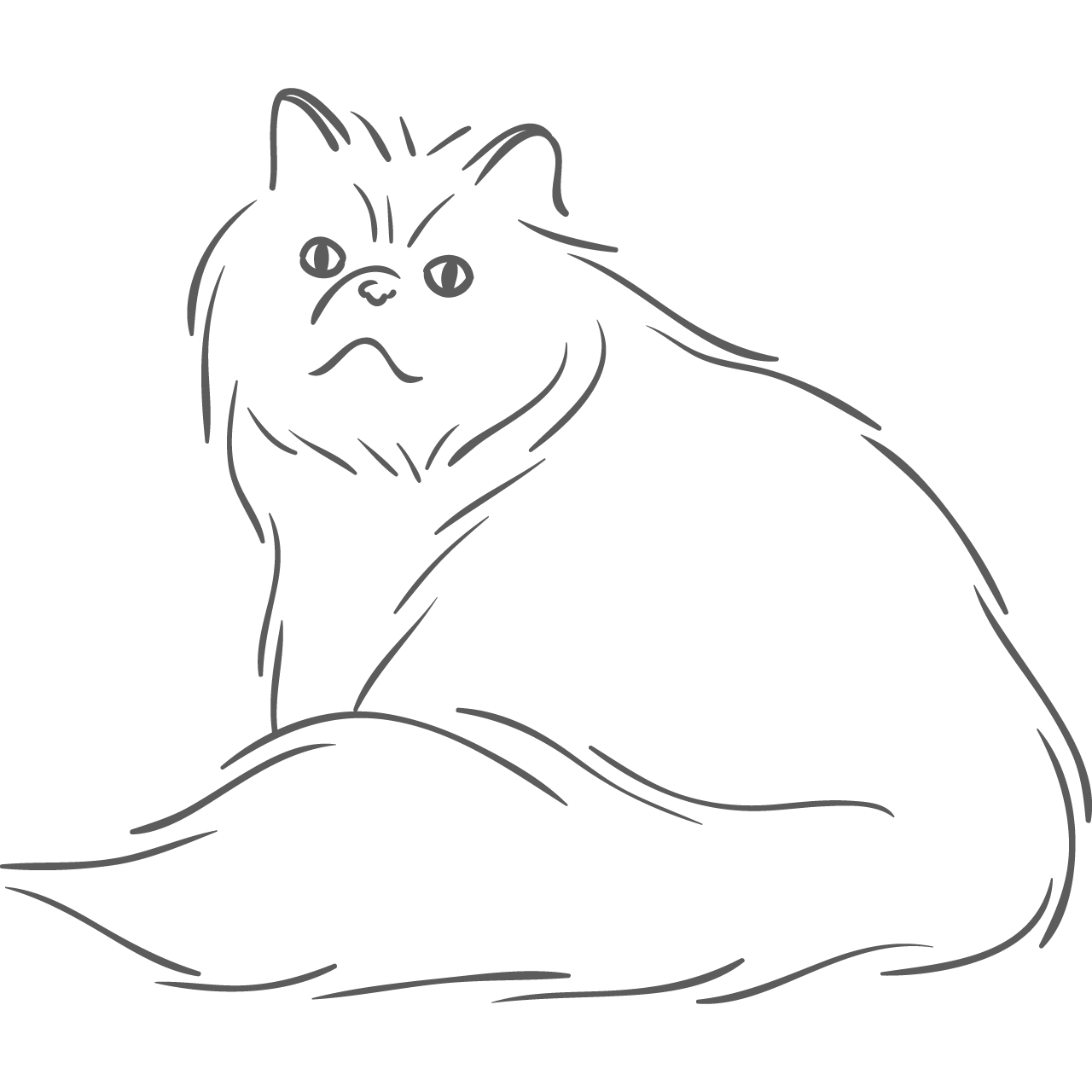 猫